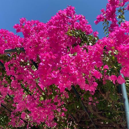 Casa Buganvilla Minia المظهر الخارجي الصورة