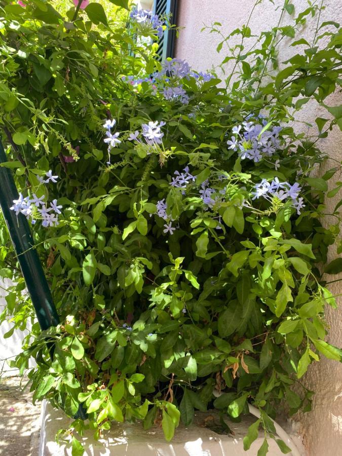 Casa Buganvilla Minia المظهر الخارجي الصورة