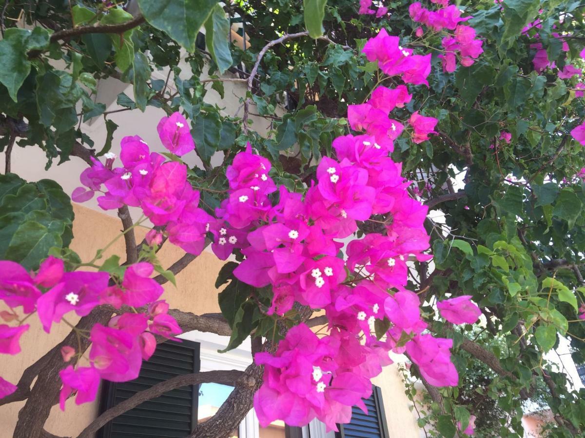Casa Buganvilla Minia المظهر الخارجي الصورة