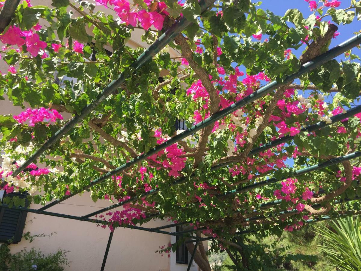 Casa Buganvilla Minia المظهر الخارجي الصورة